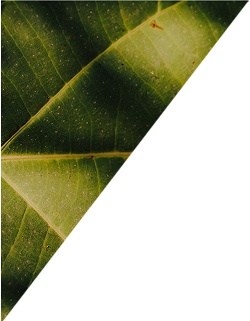 City Urbanismo - Do urbano ao urbanismo